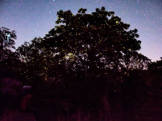Fireflies Bhandardara camping 2019