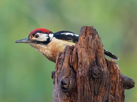 Kilbury Bird Sanctuary, nainital, kingfisher bird on the wood, top 10 places to visit in nainital