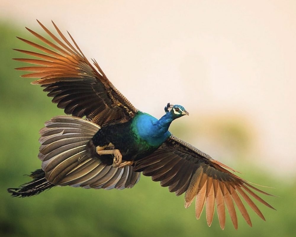 Ranganathittu Bird Sanctuary, Mysore, Karnataka, Places to Visit in Mysore