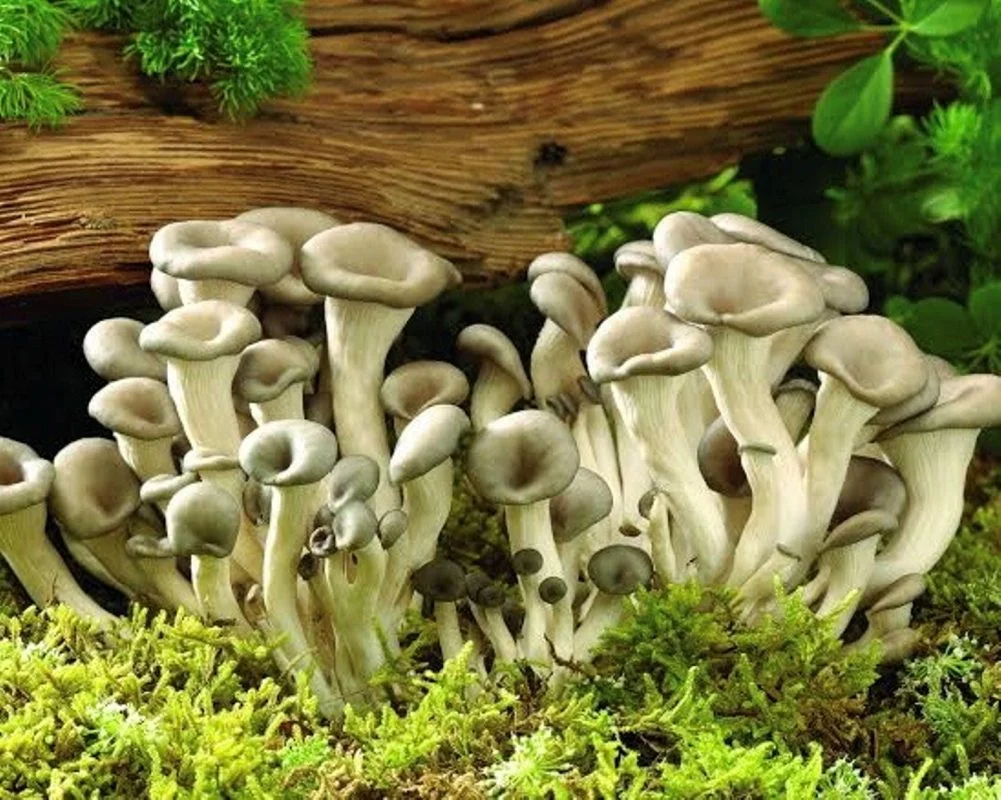 Solan, Mushroom City of India, Shimla, Places to visit in Shimla