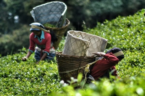 Tea plantations, top 10 things to do in palampur, himachal pradesh