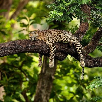 Nagarhole National Park