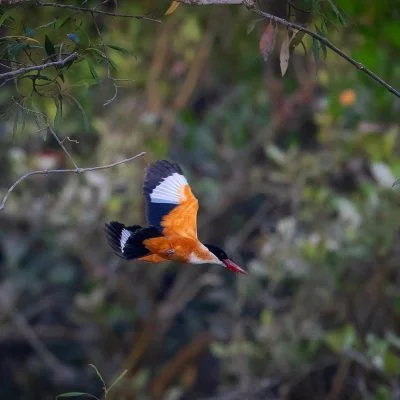 Sundarbans, places to visit in Kolkata