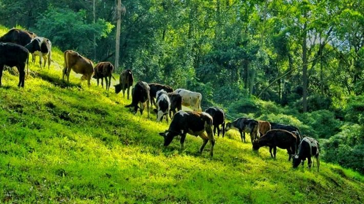 Indo Swiss Dairy Farm in Mattupetty, best places to visit in Munnar