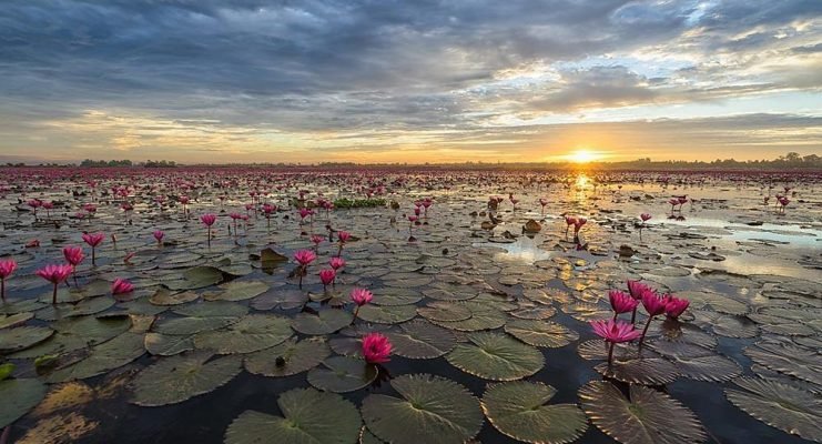 Lotus Lake, Gulawat, places to visit in Indore