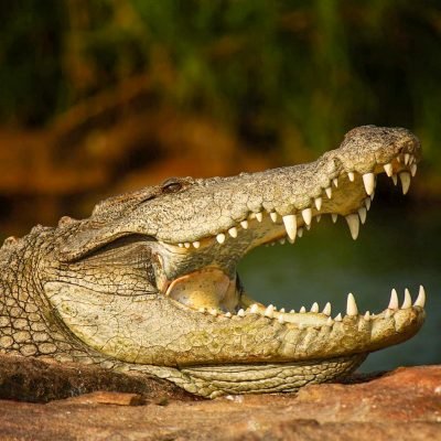 Marsh Crocodile- Gir national park