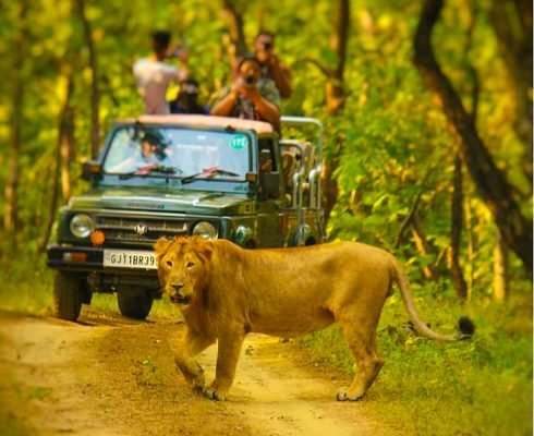 Gir Jungle Safari- Gir national park