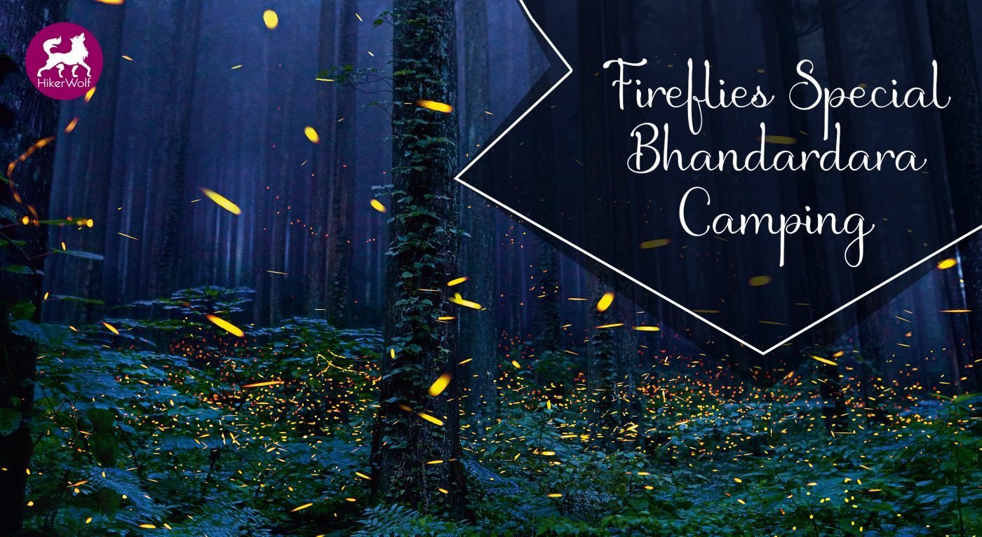 The best fireflies zone, Bhandardara