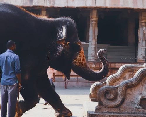 Elephant At Virupaksha Temple | Hikerwolf