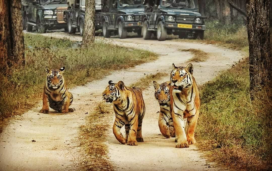 Jim Corbett National Park - For Nature and Wild Life Lovers