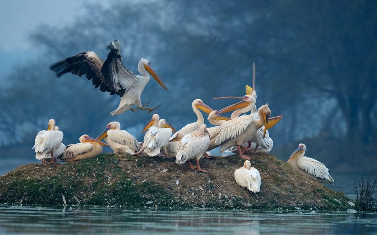 Bharatpur bird sanctuary