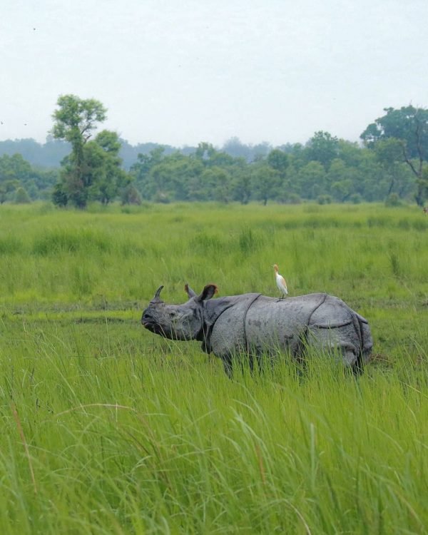 One- Horn Rhinoceros In Kaziranga National Park | Hikerwolf