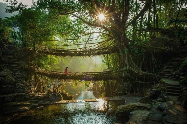 Natural Plant Bridge In Meghalaya - Meghalaya Tour Packages | Hikerwolf