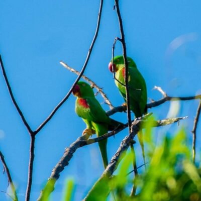 Andaman and Nicobar Islands | Parrot Island - HikerWolf