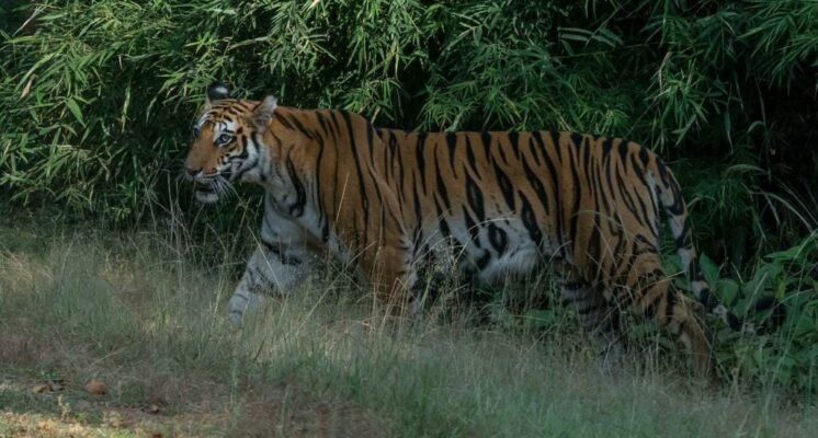 Bandhavgrah National Park