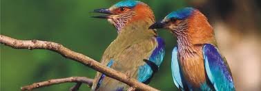 Bird watching at Kanha National Park