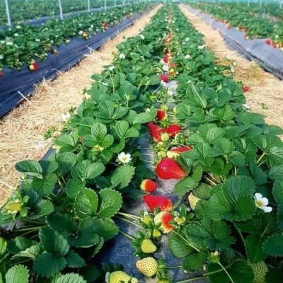 Strawberry garden mahabaleshwar