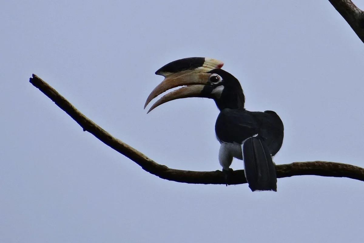 dandeli-karnataka (6)