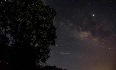 Fireflies Special Bhandardara Camping