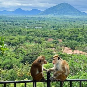 Dambulla Cave Temple, Sri Lanka_ Is it worth it_