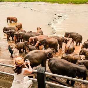 Elephant bath at Pinnawala