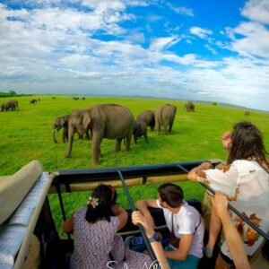 Majestic Elephants of Kaudulla National Park _ Photography
