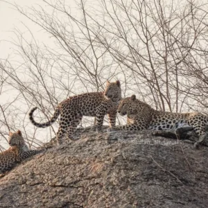 Jawai-1