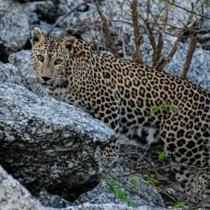 Jawai-2