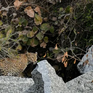 Jawai-3