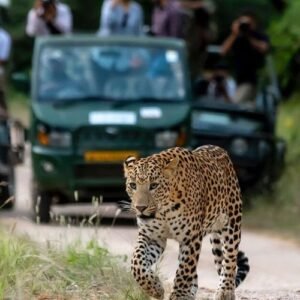Jhalana Leopard Safari