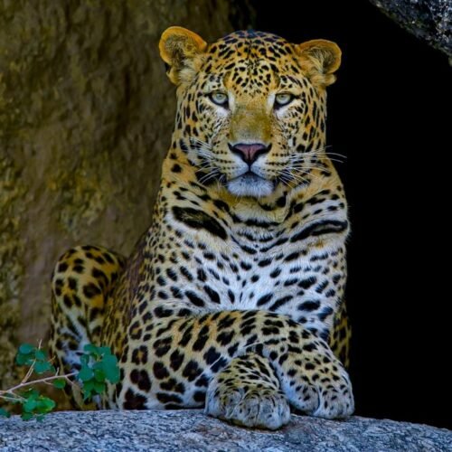 Jawai – The Leopard Safari