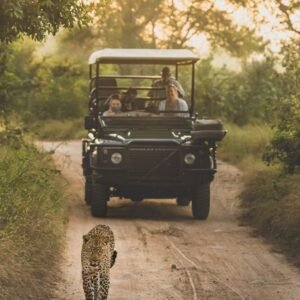 Singita on Instagram_ “Our lodges in Singita Sabi Sand benefit from superb sightings of leopard thanks to a dense population of the species here_ _ _ Known…”